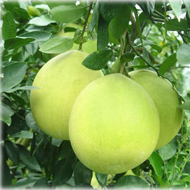 China Zitrusfrucht Aurantium-Auszug-Pulver-pharmazeutischer Grad CAS 480 des Naringin-98% 41 1 fournisseur