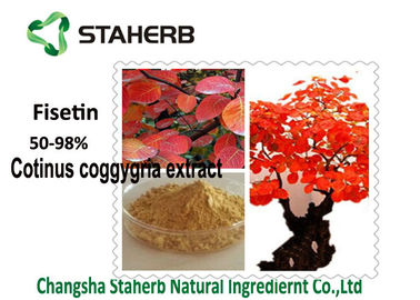 China Pulver Cotinus Coggygria-Auszug der Rauch-Baum-organischer Pflanzenauszug-50- 98% Fisetin fournisseur