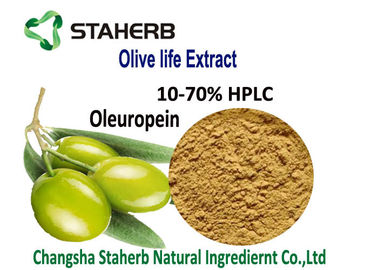 China Olivgrünes Blatt-Oleuropein-antibakterieller Pflanzenauszug-Oleuropein Hydroxytyrosol-Pulver 10-70% HPLC fournisseur