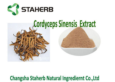 China Cordyceps konzentrierte Pflanzenauszug, Auszug Polysaccharid Cordyceps Sinensis fournisseur