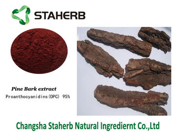 China Kiefern-Barken-Auszug-Standardwerk-Materialien enthalten Polyphenole Proanthocyanidins fournisseur