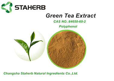 China Polyphenol des rohe natürliche kosmetische Bestandteil-organisches grüner Tee-Pulver-98% fournisseur