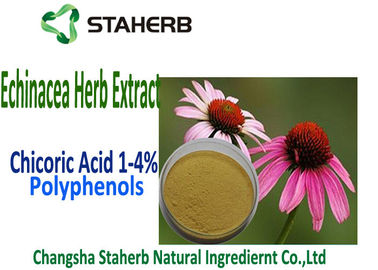 China Natürliche Echinacea Purpurea-Auszug Chicoric-Säure, Polyphenol, Echinaceaauszug fournisseur