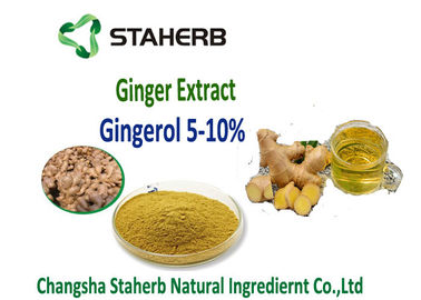 China Ingwerauszug 5%, 10%, 20%, 50% Gingerol durch Rohstoffe SCFE-CO2 für gastro-intestinales fournisseur
