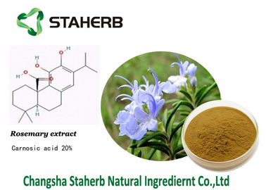 China Carnosic-Säure, Rosemary-Auszug, Antientzündungs-, reine natürliche Pflanzenauszüge fournisseur