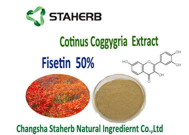 China Entzündungshemmender und antiproliferative Pulver Cotinus Coggygria-Auszug der Rauch-Baum-organischer Pflanzenauszug-50% Fisetin fournisseur