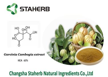 China Hydroxyl- Zitronensäure/Gewicht verlierender Garcinia-Gummiguttauszug HCA fournisseur