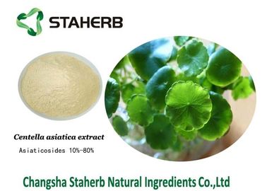 China Gotu-Kolabaum-Auszug-natürliche kosmetische Bestandteile, organische Hautpflege-Bestandteile fournisseur