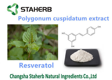 China Reine natürliche Pflanzenauszüge Resveratol 98% Polygonum Cuspidatum für anti- Alter fournisseur
