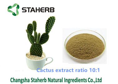 China Solvent-Extraktion des Kaktus-Auszug-Gewichtsverlust-Pulver-Verhältnis-10/1 für kosmetisches Feld fournisseur