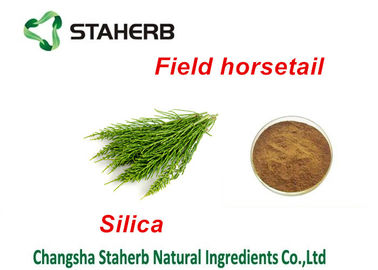 China Feld Horsetail-Auszug-Grün-Pflanzenauszug, Betriebsprotein-Extraktions-Silikon-Säure-Pulver fournisseur