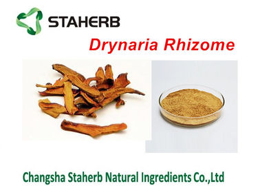 China Pulver Drynaria-Rhizom-Auszug starkes Pflanzenauszug Rhizoma Drynariae fournisseur
