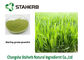 Grüne Farbspraygetrocknete Extraktion Kraut-Gersten-Gras-Saft-Pulver Gine fournisseur