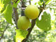 Reine natürliche Pflanzenauszug-bitteres Aprikosen-Samenauszug Amydalin-Kräuterpulver fournisseur