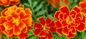 Reiner natürlicher Ringelblumenblumenauszug/Letein, Zeaxanthinpulver fournisseur