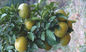 Natürliches Zitrusfrucht Aurantium-Frucht Auszug Synephrine-Pulver cas no.94-07-5 fournisseur