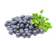 Heidelbeerauszug-Antioxidansnahrung ergänzt dunkles purpurrotes feines Pulver fournisseur