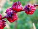 Pulver des Hibiscus-Blumen-Auszug-natürliches kosmetisches Bestandteil-Anthocyanin-10% fournisseur