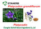 Grünpflanze-Auszüge Platycodon Grandiflorum, Chemikalien von den Anlagen extrahierend fournisseur