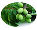 Olivgrünes Blatt-Kräuterpflanzenauszug, organische Kräuterauszug-Solvent-Extraktion Art fournisseur