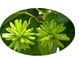 Cas keine 86639-52-3 reinen natürlichen Pflanzenauszüge 7 - Äthyl - 10 - Hydroxycamptothecin-Pulver fournisseur