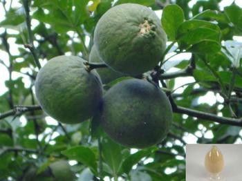 China Pomeranze-Frucht-Auszug Synephrine 6-98% Sevillas HPLC Solvent-Extraktion fournisseur