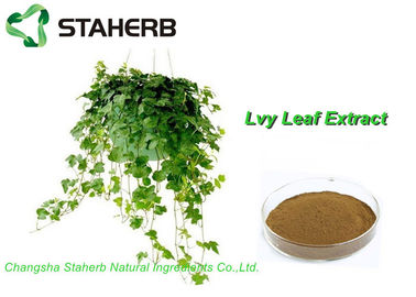 China Organischer Efeu-Blatt-Auszug, Pulver-Brown-Gelb des Hedera-Schneckenauszug-10% Hederacoside C fournisseur