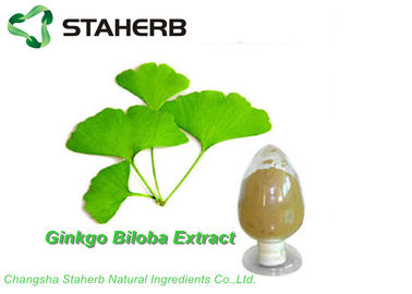 China Organisches Antioxidanslakton des Ginkgo Biloba-Blatt-Auszug-GBE 24% des Flavon-6% durch HPLC fournisseur
