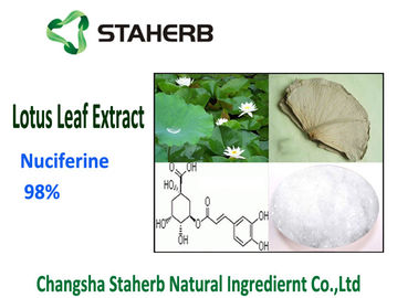 China Blatt-Auszug-Pulver-Nahrungsmittelgrad-Solvent-Extraktion Nuciferine 98% Lotus fournisseur