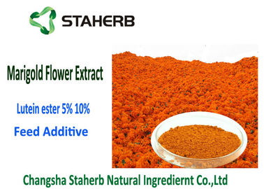 China Ringelblumen-Blumen-Auszug-Pulver-orangerote Farbe des Lutein-Ester-5% 2 Jahre Haltbarkeitsdauer- fournisseur