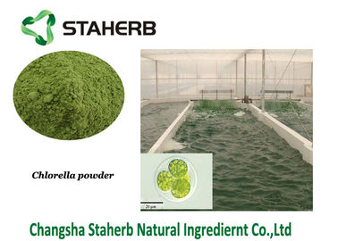 China Chlorella-Protein-Gemüseauszug-Pulver-Grünalgen-Pulver fournisseur
