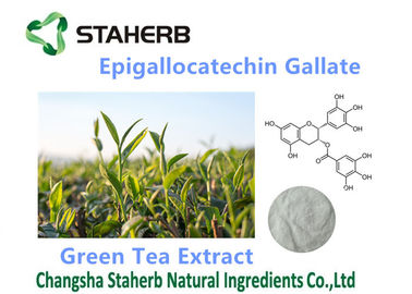 China Organische/starke Antioxydantien ergänzt Epigallocatechin-Gallat 50-98% fournisseur