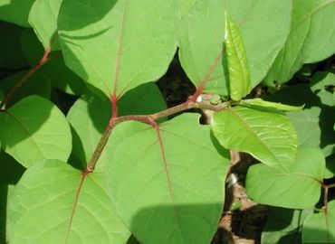 98% Emodin-Pulver-reine natürliche Pflanzenauszüge, Polygonum Cuspidatums-Wurzel-Auszug fournisseur