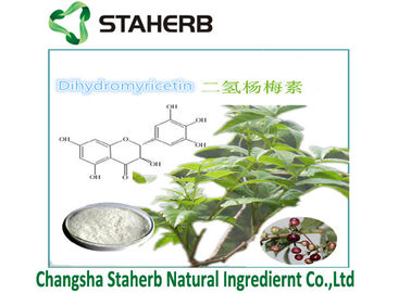 Natürliches Auszug Rebtee Ampelopsis Grossedentata Pulver Dihydromyricetin DMY fournisseur