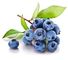 Blaubeerauszug-diätetische Antioxidansergänzung erhöhen Immunsystem-Fähigkeit fournisseur