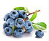 Blaubeerauszug-diätetische Antioxidansergänzung erhöhen Immunsystem-Fähigkeit fournisseur