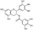 Organische/starke Antioxydantien ergänzt Epigallocatechin-Gallat 50-98% fournisseur