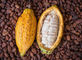 Natürlicher Kakao-Auszug entwässertes Frucht-Pulver-Nahrungsmittelgrad-alkalisiertes Kakaopulver fournisseur