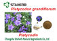 Grünpflanze-Auszüge Platycodon Grandiflorum, Chemikalien von den Anlagen extrahierend fournisseur