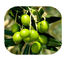 Olea Europaea-Blatt-Kräuterauszug-Pulver, organische Pflanzenauszug-Oleanolic Säure 98% fournisseur